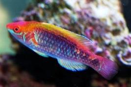 Multicolor Lubbock's Fairy Wrasse Thumbnail