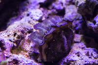 Maxima Clam Thumbnail