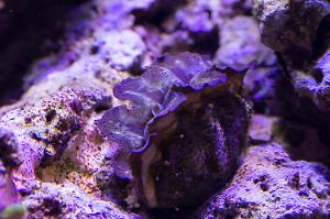 Maxima Clam