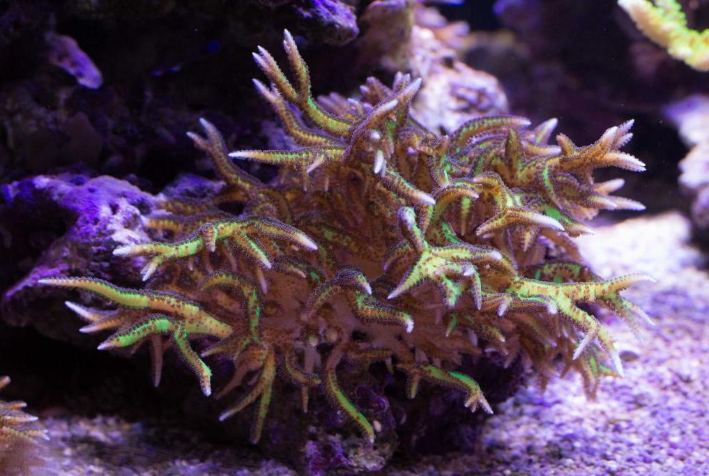 Birdsnest Coral