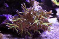 Birdsnest Coral Thumbnail