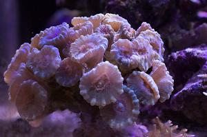 Candy Cane Coral Thumbnail