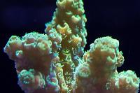 Acropora Samoensis Thumbnail