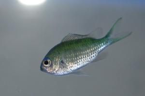 Blue/Green Reef Chromis Thumbnail