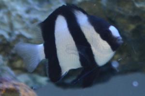 Three Stripe Damselfish Thumbnail