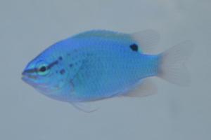 Neon Damselfish Thumbnail