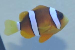 Clarkii Clownfish Thumbnail