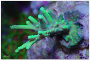 Acropora Suharsonoi Thumbnail