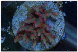 FAL branching cyphastrea Thumbnail