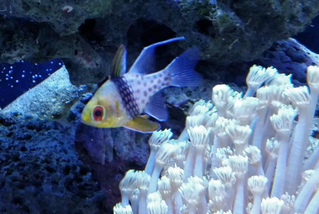 Spotted Cardinalfish