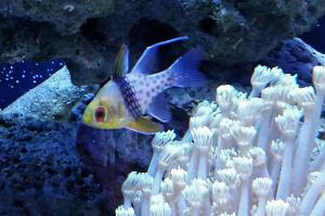 Spotted Cardinalfish