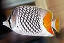 Pearlscale Butterflyfish Thumbnail