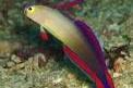 Purple Firefish Thumbnail