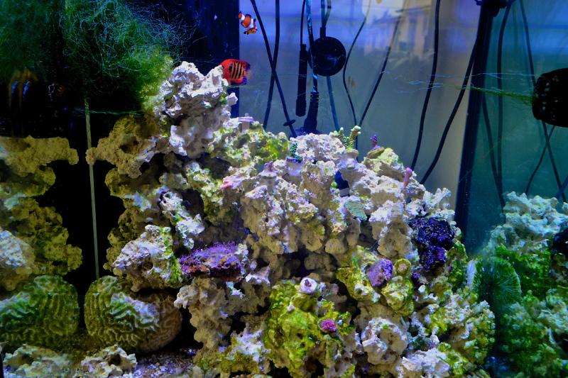 Pesbra's 60 gal Reef Thumbnail