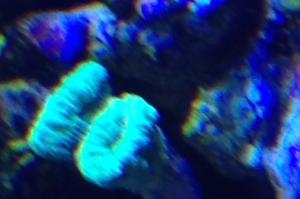 Candy Cane Coral Thumbnail