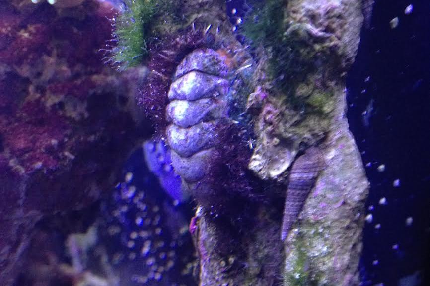 West Indian Fuzzy Chiton / Acanthopleura granulata 3