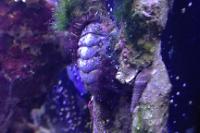 West Indian Fuzzy Chiton Thumbnail