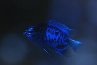 Blue Sapphire Damselfish Thumbnail