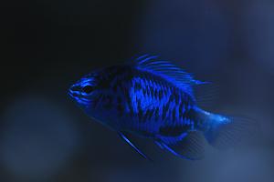 Blue Sapphire Damselfish