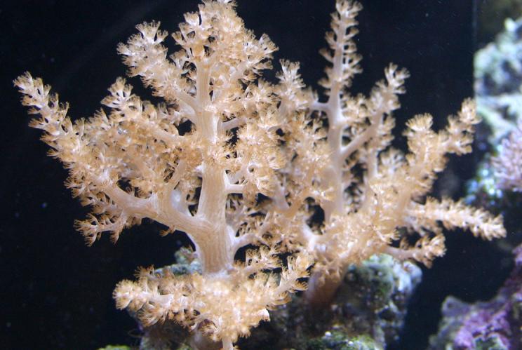 Kenya Tree Coral