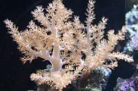 Kenya Tree Coral Thumbnail