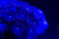 Zoanthid Thumbnail