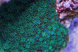 Blue Sympodium Polyp Thumbnail