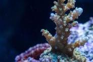 Ora Scripps Acropora Thumbnail