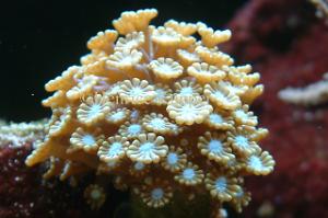 Alveopora Coral Thumbnail