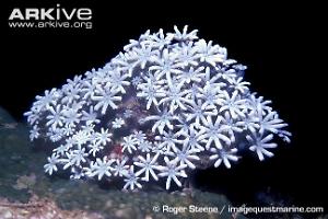 Pipe Organ Coral