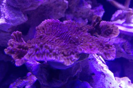 Leaf Plate Montipora Thumbnail