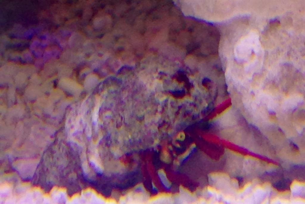 Scarlet Reef Hermit Crab