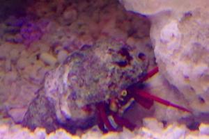 Scarlet Reef Hermit Crab