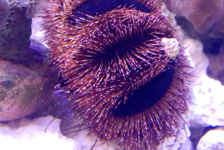 Pincushion Urchin