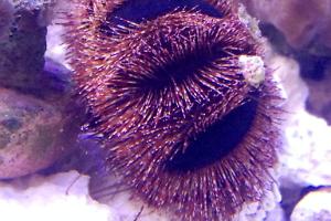 Pincushion Urchin