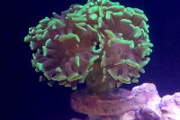 Hammer Anchor Coral Thumbnail