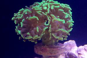 Hammer / Anchor Coral