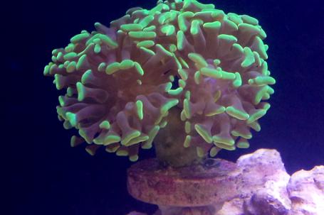 Hammer Anchor Coral Thumbnail