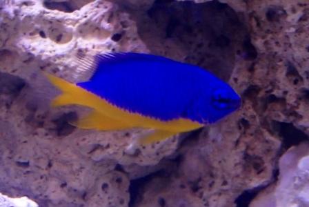 Azure Damselfish