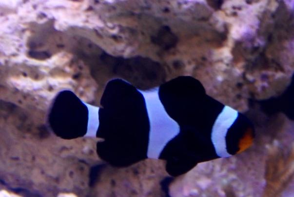 Ocellaris Clownfish