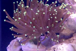 Torch Coral