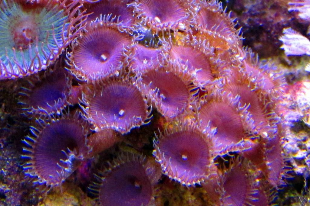 Purple Death / Palythoa sp var Purple Death 49