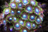 Radioactive Dragon Eye (Zoanthid)