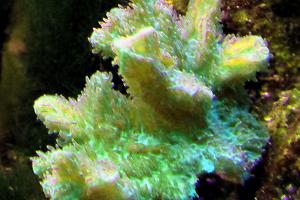 Horn Coral Fluorescent Thumbnail