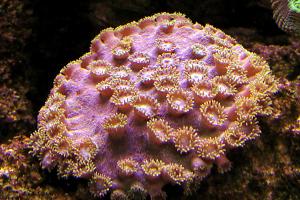 Cup Coral Pagoda Thumbnail