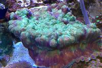 Chalice Coral Thumbnail