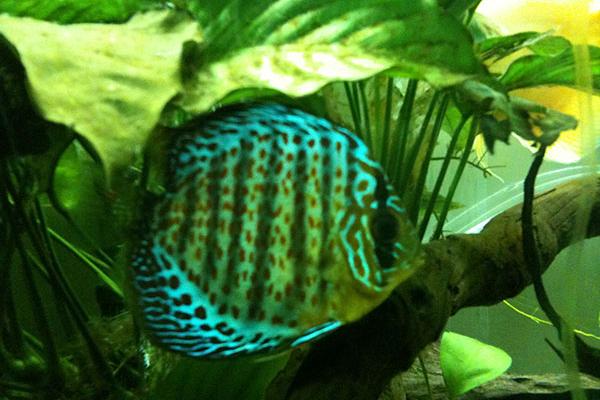 Green Discus / Symphysodon aequifasciata var 4