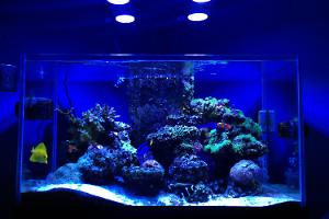 65g Rimless LED Reef + 20g Long Remote Fuge Thumbnail