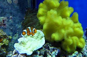 Yellow Fiji Leather Coral Thumbnail