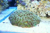 Acan Brain Coral Thumbnail